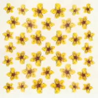DRIED FLOWERS 3D NAIL STICKERS SKU3DDF01